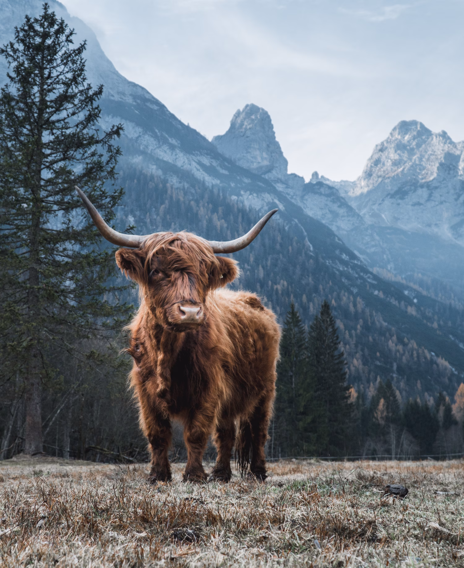Highland Cow Splashback Design
